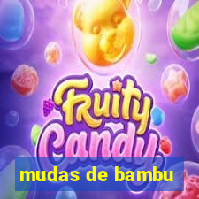 mudas de bambu